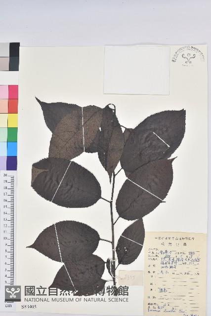 杜仲藏品圖，第1張