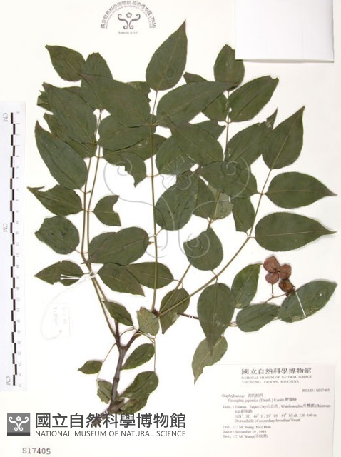 野鴉椿藏品圖，第1張