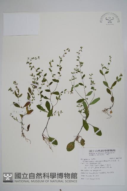 細纍子草藏品圖，第1張