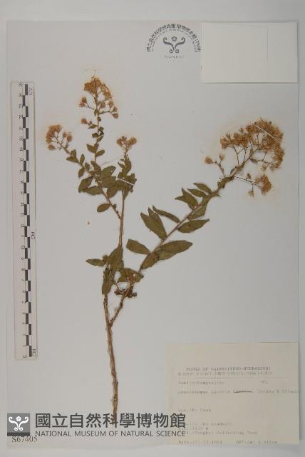 下田菊藏品圖，第1張