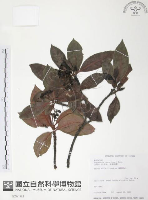 九節木、牛屎烏、青龍吐霧藏品圖，第1張