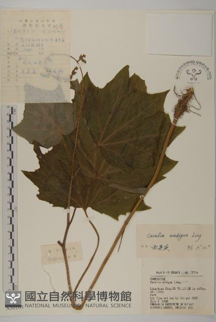 斗蓬菜藏品圖，第1張