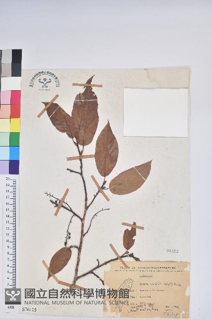 南燭藏品圖，第1張