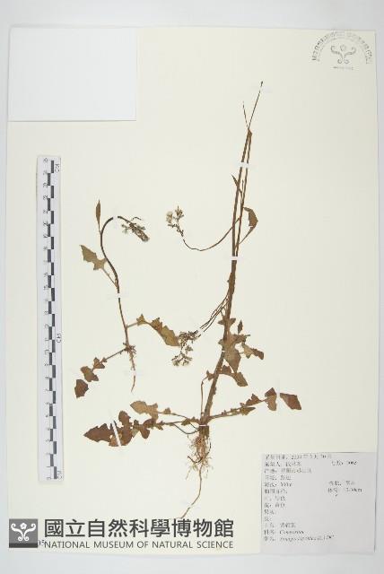 黃鵪菜藏品圖，第1張