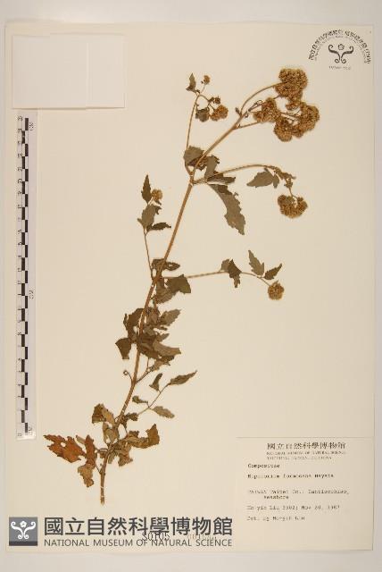 臺灣澤蘭藏品圖，第1張