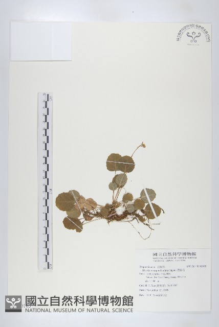 裂緣花藏品圖，第1張