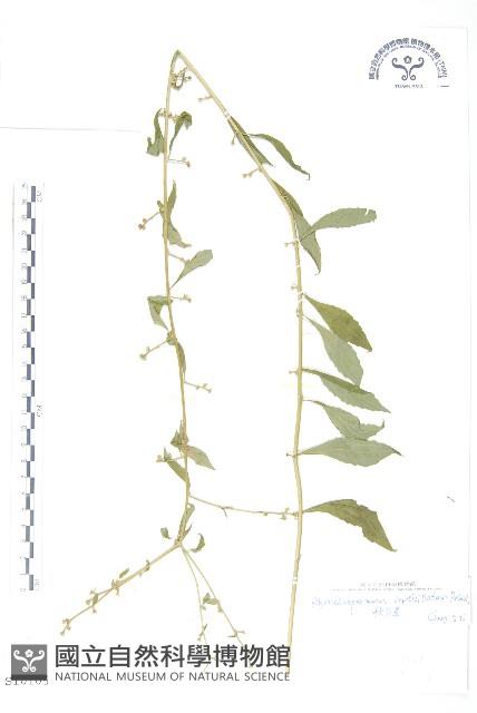 秋分草藏品圖，第1張