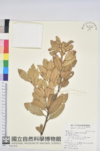 嶺南青剛櫟、嶺南椆藏品圖，第1張