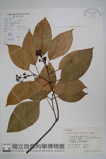 樹參藏品圖，第1張