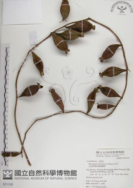 水茄苳、穗花棋盤腳樹藏品圖，第1張