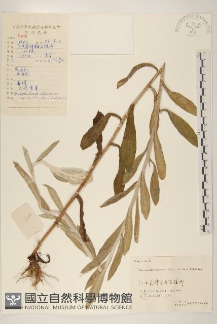 紅面番藏品圖，第1張