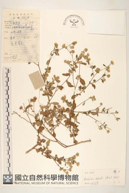 嶺南野菊藏品圖，第1張
