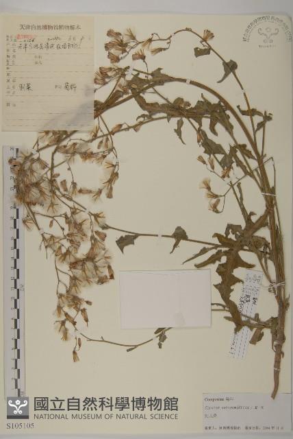 大刺兒菜藏品圖，第1張