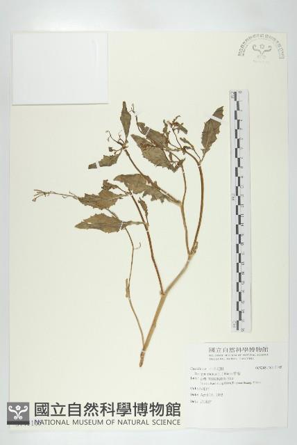 葶藶藏品圖，第1張