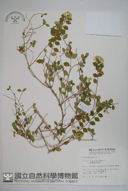 臺灣糯米條藏品圖，第1張