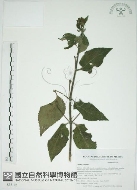 馬櫻丹藏品圖，第1張