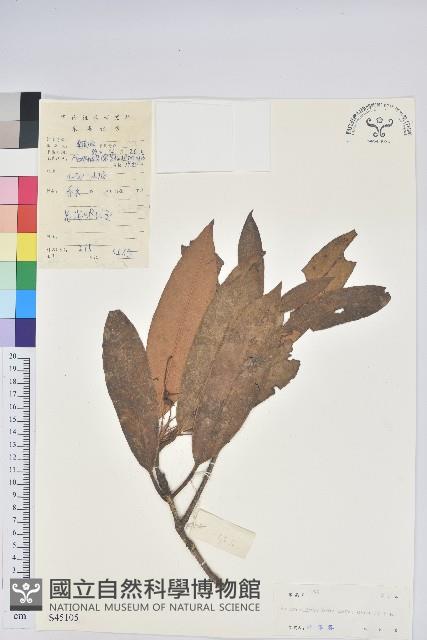 短脈杜鵑藏品圖，第1張