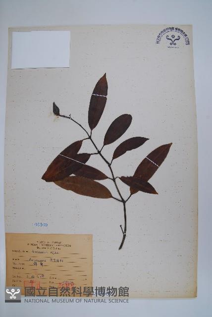 小錦蘭藏品圖，第1張