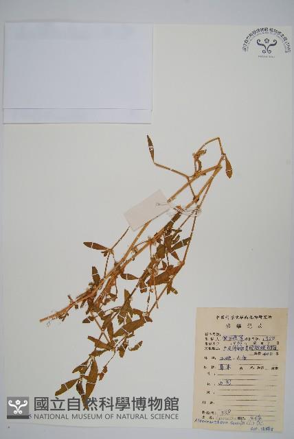 蓮子草藏品圖，第1張