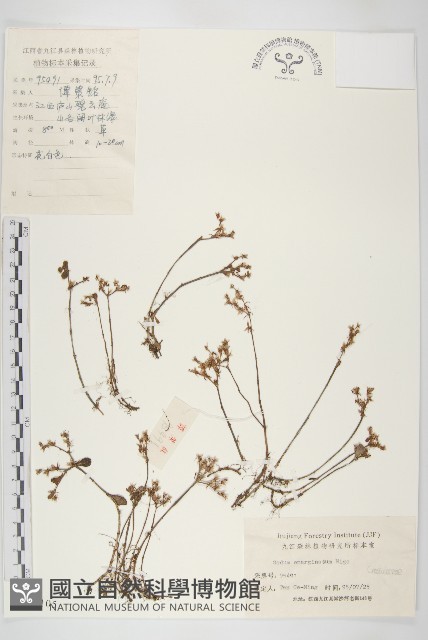 凹葉景天藏品圖，第1張