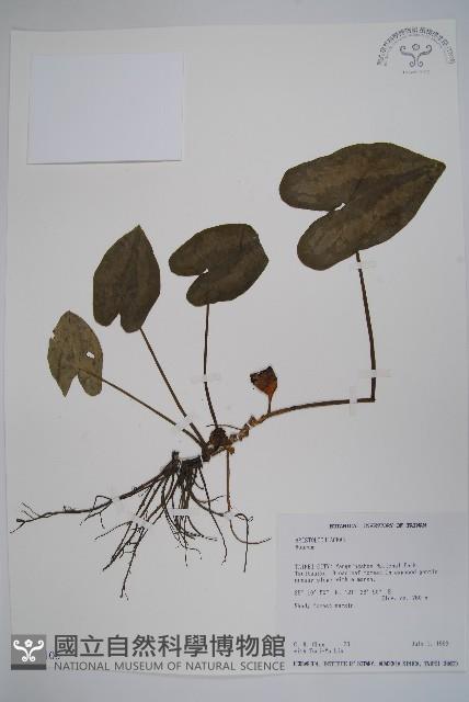 登錄號:S034105藏品圖，第1張