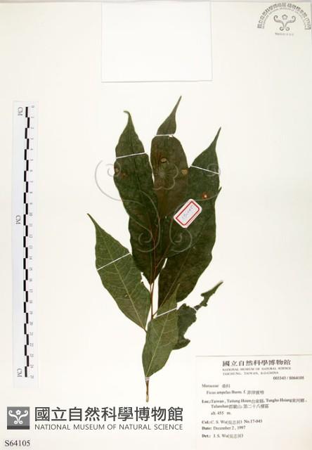 菲律賓榕藏品圖，第1張