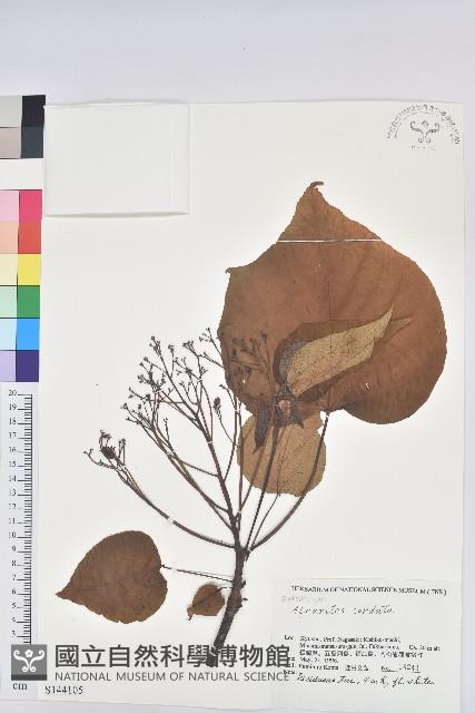 日本油桐、罌子桐藏品圖，第1張