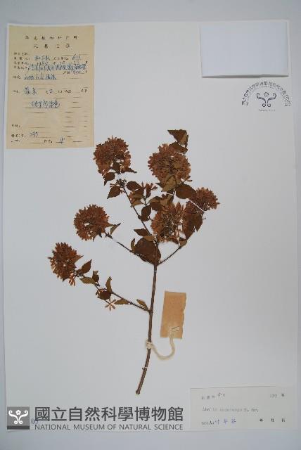 Abelia Collection Image, Figure 1, Total 2 Figures