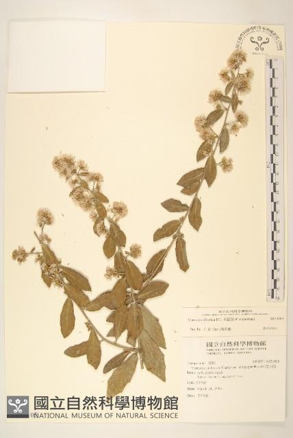 Iron Weed Collection Image, Figure 1, Total 2 Figures