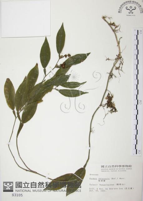 柚葉藤藏品圖，第1張