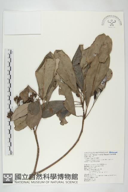 耿氏虎皮楠藏品圖，第1張