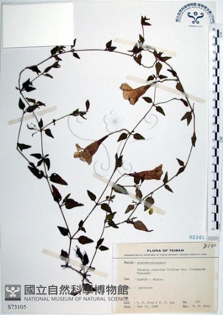 倒地蜈蚣、四角銅鑼藏品圖，第1張