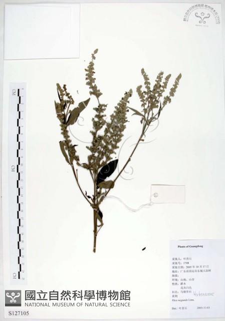 黃荊藏品圖，第1張