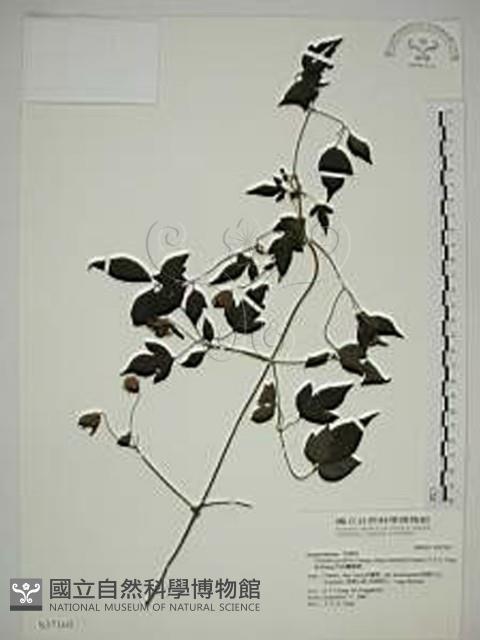 巴氏鐵線蓮藏品圖，第1張