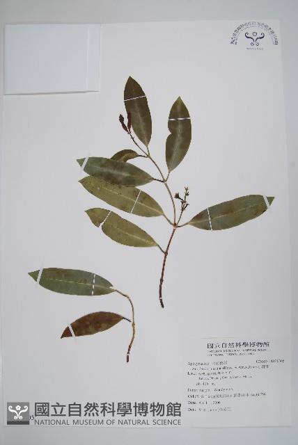 大錦蘭藏品圖，第1張