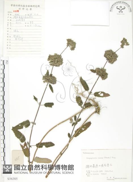 灰葉蕕藏品圖，第1張