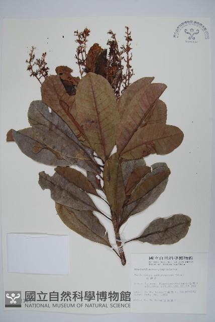 山檨子藏品圖，第1張