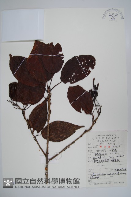 江南榿木藏品圖，第1張