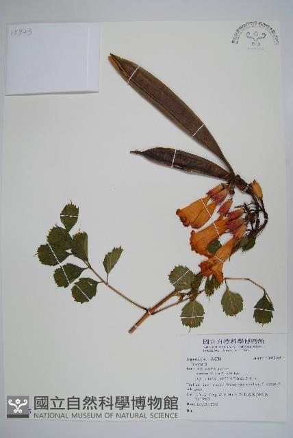 登錄號:S092305藏品圖，第1張