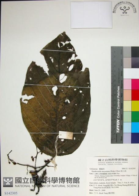 紅頭咬人狗藏品圖，第1張