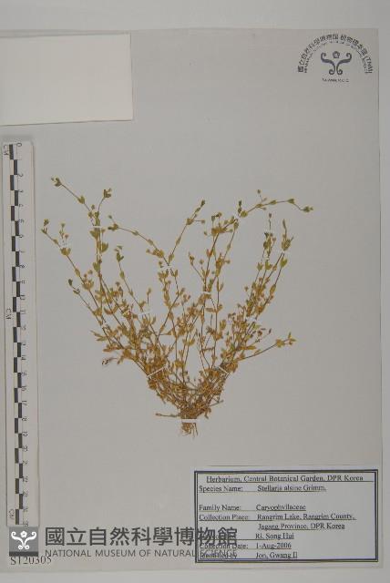 雀舌草藏品圖，第1張