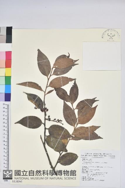 珍珠花、長尾葉越橘藏品圖，第1張