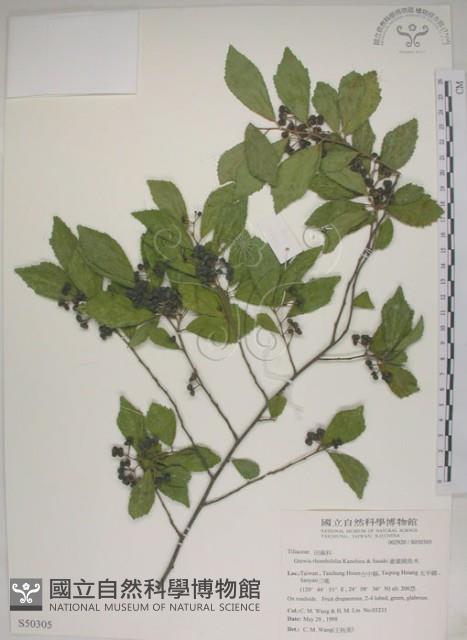 菱葉捕魚木藏品圖，第1張