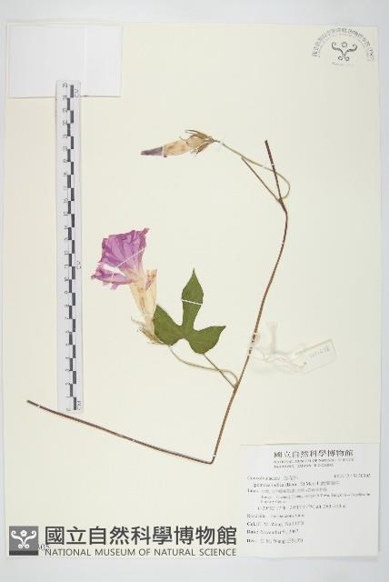 銳葉牽牛藏品圖，第1張