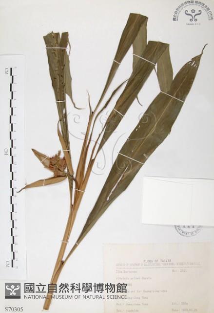 普萊氏月桃、短穗山姜藏品圖，第1張