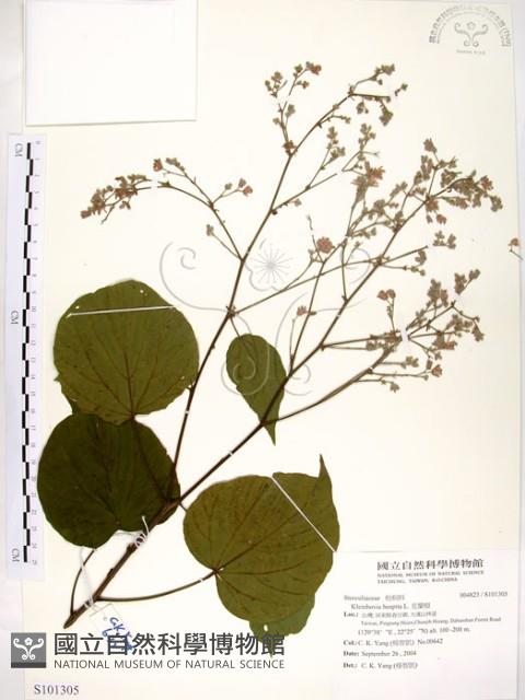 克蘭樹藏品圖，第1張