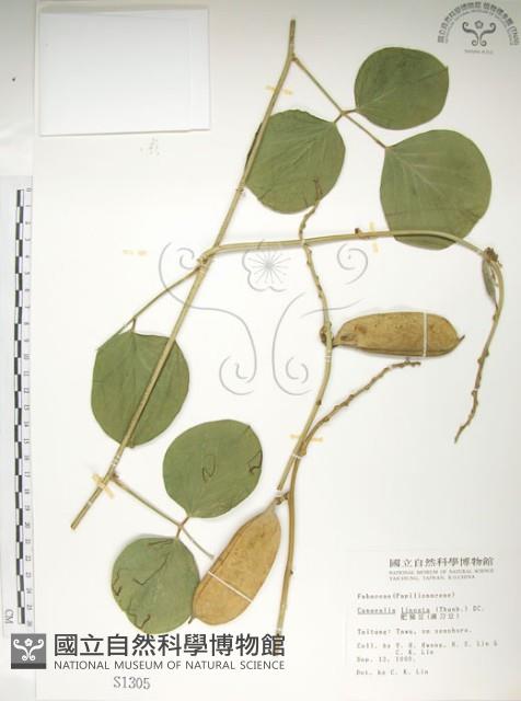 肥豬豆藏品圖，第1張