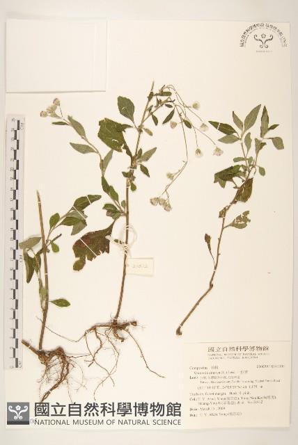 一枝香藏品圖，第1張