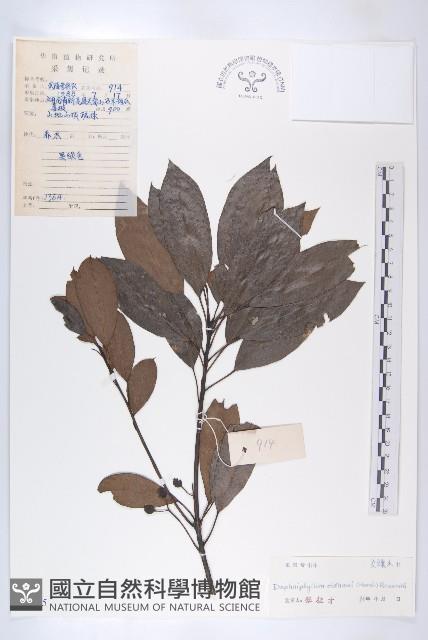 俄氏虎皮楠、蘭嶼虎皮楠、虎皮楠藏品圖，第1張