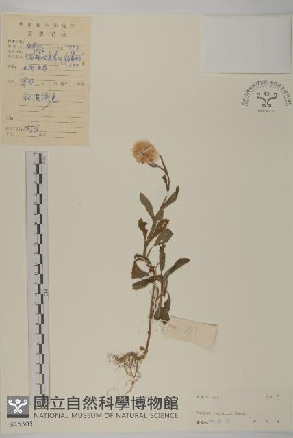 日本假蓬藏品圖，第1張